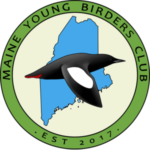 maineyoungbirdersclub Thumbnail